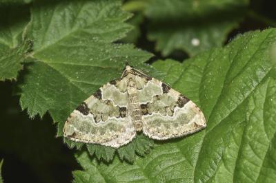 <i>Colostygia pectinataria</i>
