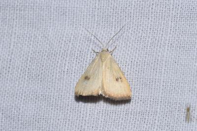 <i>Rivula sericealis</i>