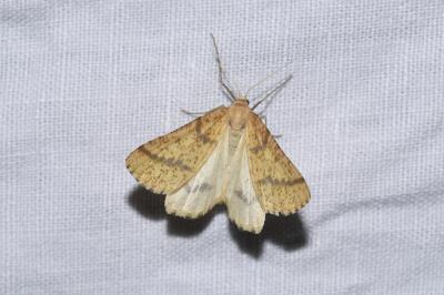 <i>Aspitates ochrearia</i>