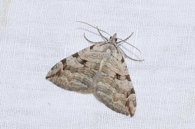 <i>Aplocera efformata</i>