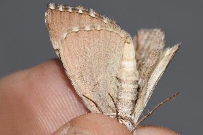 <i>Aplocera efformata</i>
