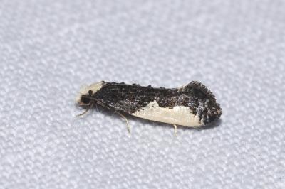 <i>Monopis monachella</i>