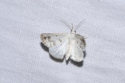 <i>Lomographa temerata</i>