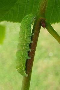 <i>Orthosia cerasi</i>