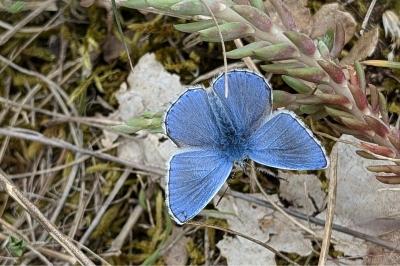 <i>Lysandra bellargus</i>