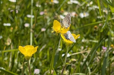 <i>Lysandra bellargus</i>