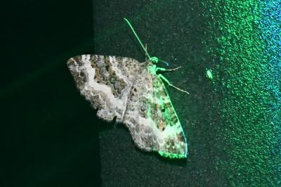 <i>Epirrhoe alternata</i>