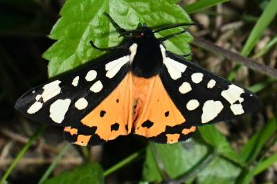 <i>Arctia villica</i>