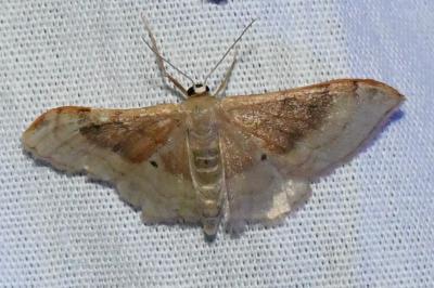 <i>Idaea degeneraria</i>