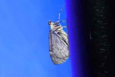 <i>Thera britannica/variata</i>