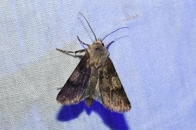 <i>Agrotis puta</i>