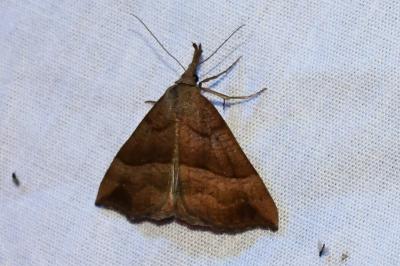 <i>Hypena proboscidalis</i>