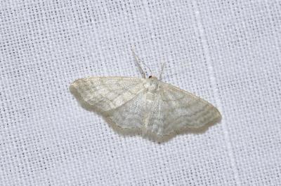 <i>Idaea subsericeata</i>