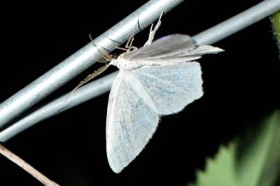 <i>Jodis lactearia</i>