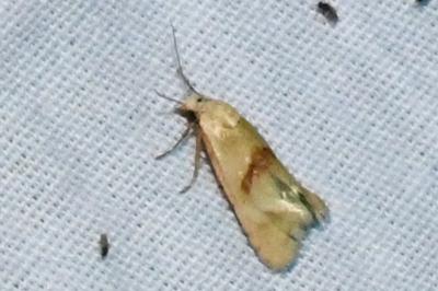 <i>Cochylimorpha straminea</i>