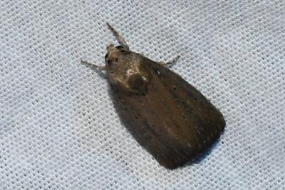 <i>Proxenus hospes</i>
