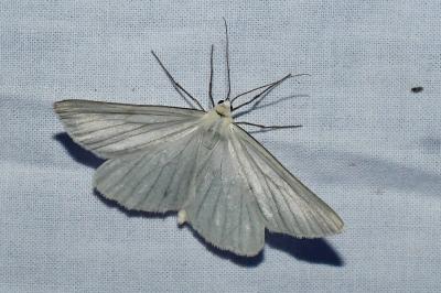 <i>Siona lineata</i>