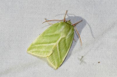 <i>Pseudoips prasinanus</i>