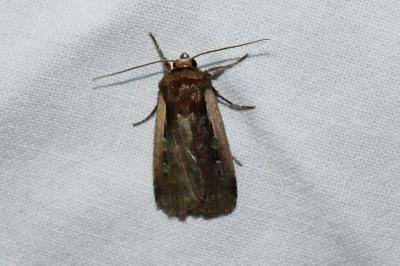 <i>Ochropleura plecta</i>