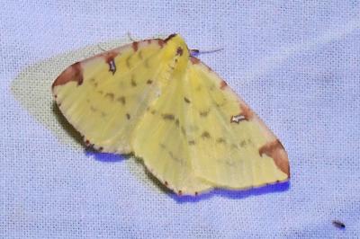 <i>Opisthograptis luteolata</i>