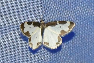 <i>Lomaspilis marginata</i>