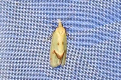 <i>Agapeta hamana</i>