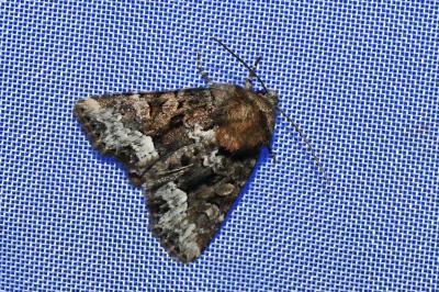 <i>Oligia</i>