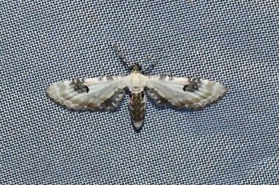 <i>Eupithecia centaureata</i>