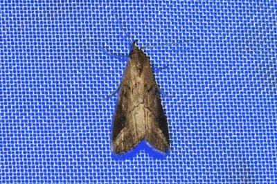 <i>Schrankia costaestrigalis</i>