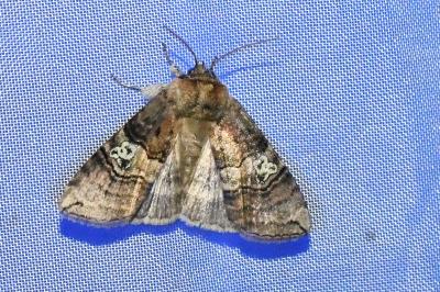 <i>Tethea ocularis</i>
