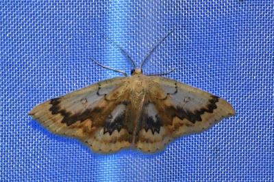 <i>Cyclophora annularia</i>