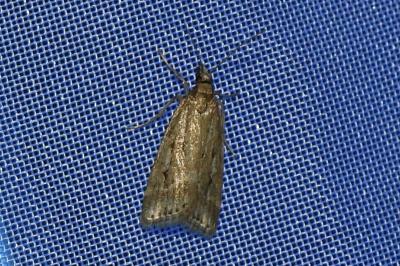 <i>Eudonia pallida</i>