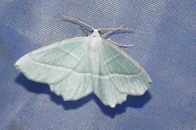 <i>Campaea margaritaria</i>