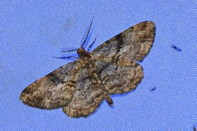 <i>Peribatodes rhomboidaria</i>