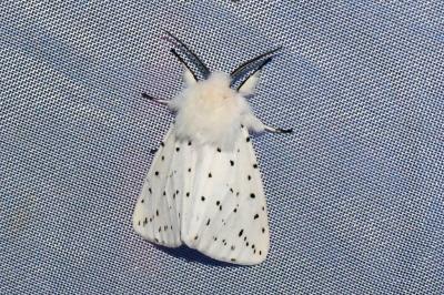 <i>Spilosoma lubricipeda</i>