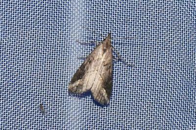 <i>Schrankia costaestrigalis</i>
