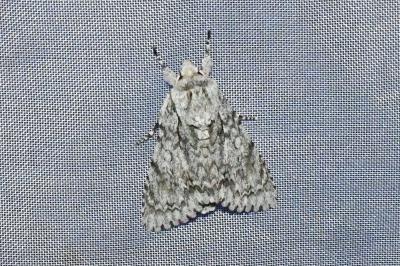 <i>Acronicta aceris</i>