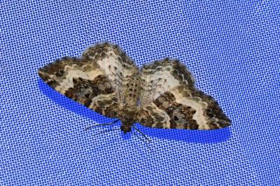<i>Epirrhoe alternata</i>