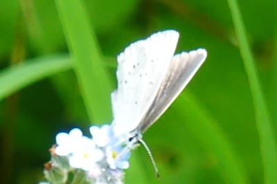 <i>Cupido minimus</i>