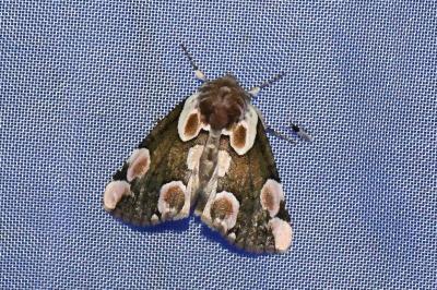 <i>Thyatira batis</i>