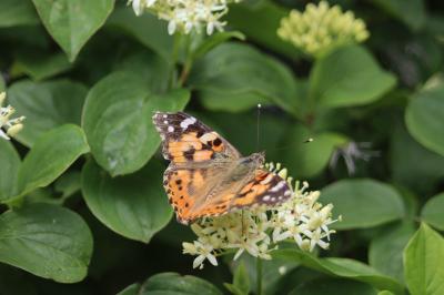 <i>Vanessa cardui</i>