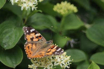 <i>Vanessa cardui</i>