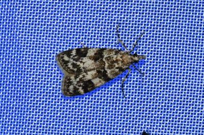 <i>Eudonia delunella</i>
