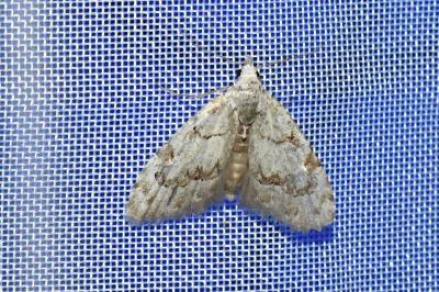 <i>Nola confusalis</i>