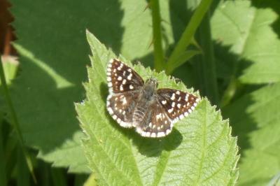 <i>Pyrgus malvae</i>