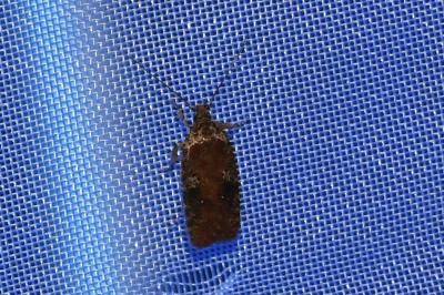 <i>Agonopterix purpurea</i>