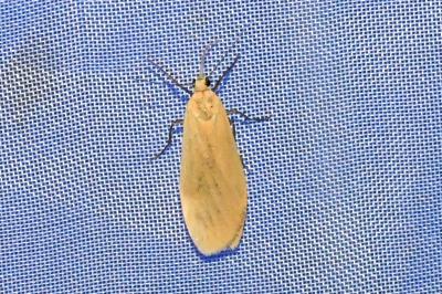 <i>Wittia sororcula</i>