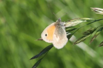 <i>Coenonympha pamphilus</i>