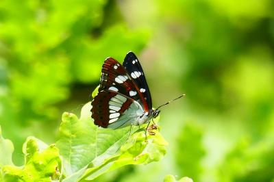 <i>Limenitis reducta</i>