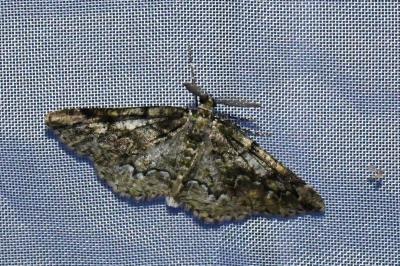 <i>Cleorodes lichenaria</i>